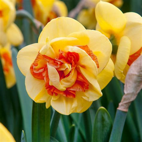 kiwi sunset daffodil|Narcissus ‘Kiwi Sunset’ – Plants – Oak Leaf Gardening